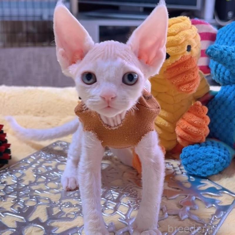 販売中の岐阜県のデボンレックス-132619の5枚目