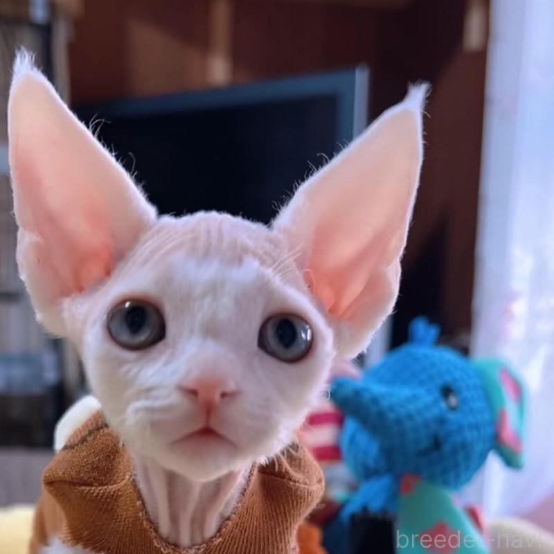 販売中の岐阜県のデボンレックス-132619の4枚目