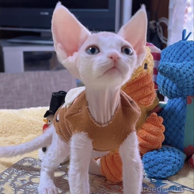 販売中の岐阜県のデボンレックス-132619の3枚目