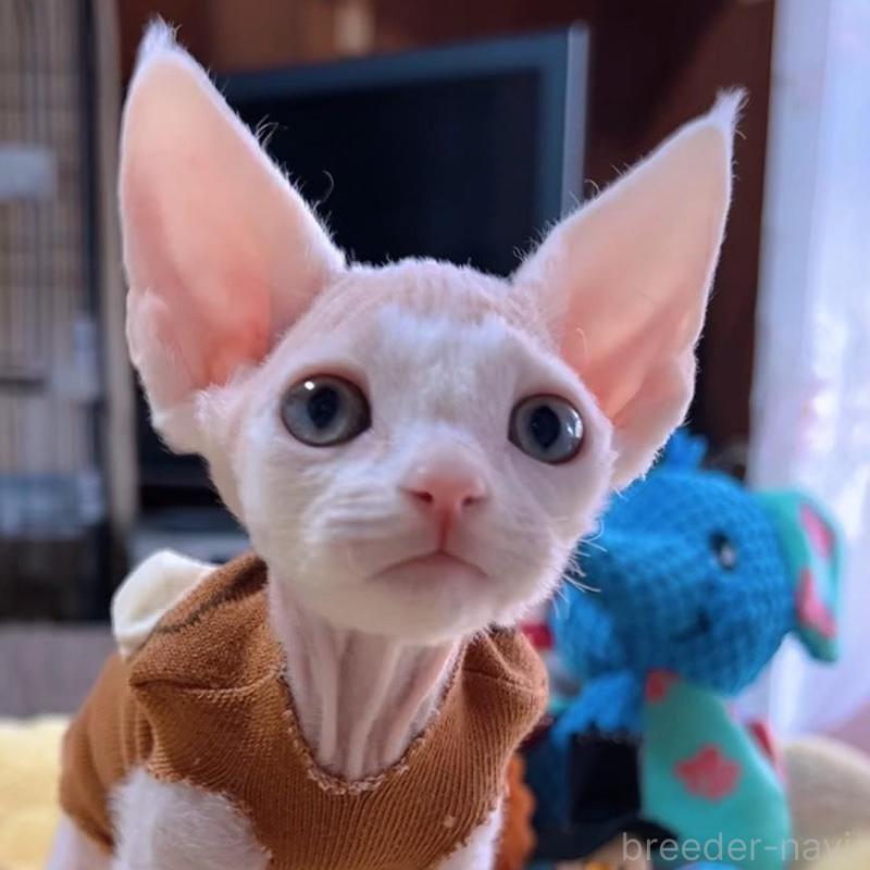 販売中の岐阜県のデボンレックス-132619の2枚目