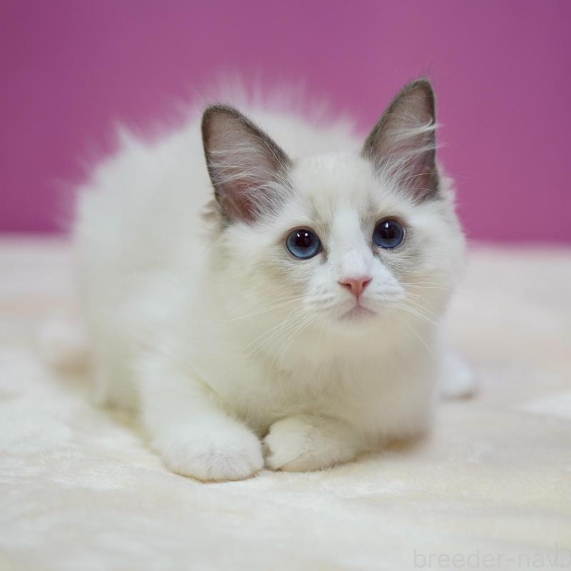 販売中の埼玉県のラグドール-132621の5枚目