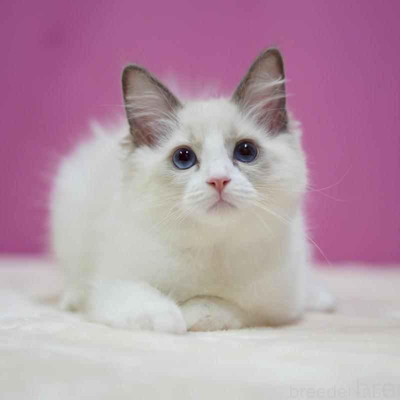 販売中の埼玉県のラグドール-132621の1枚目