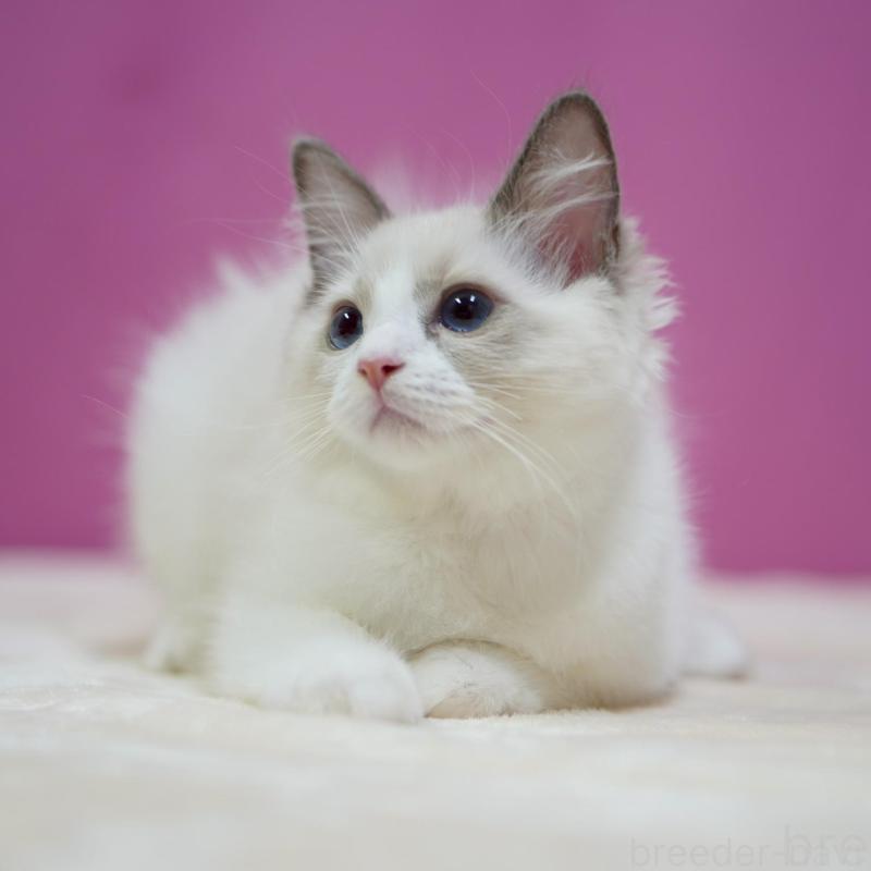 販売中の埼玉県のラグドール-132621の4枚目