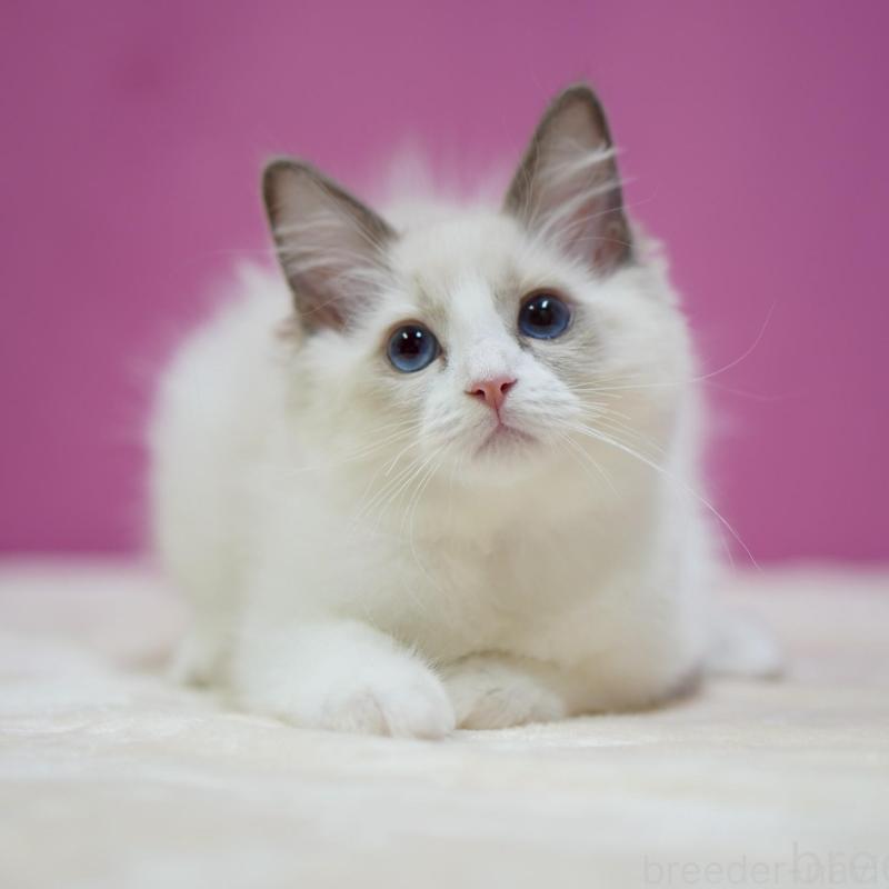 販売中の埼玉県のラグドール-132621の3枚目