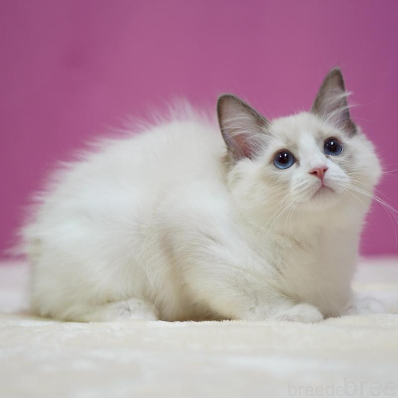 販売中の埼玉県のラグドール-132621の2枚目