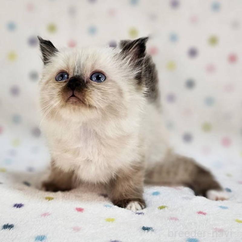 販売中の千葉県のバーマン-132622の6枚目