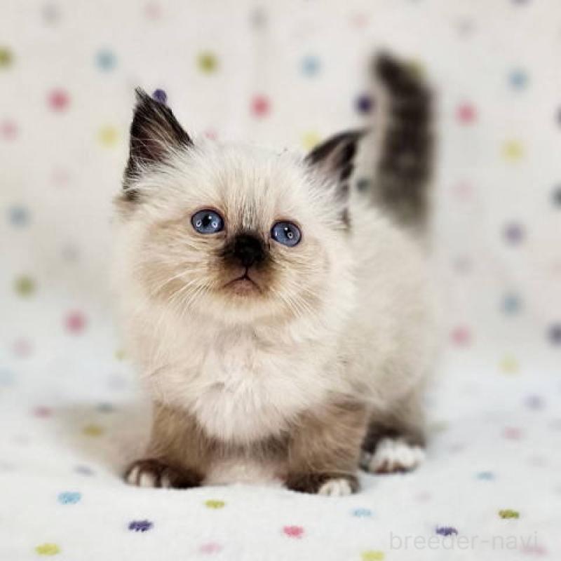 販売中の千葉県のバーマン-132622の5枚目