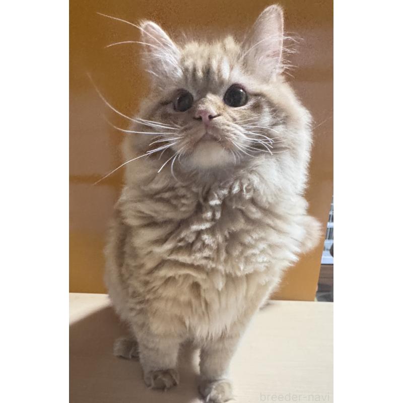 販売中の新潟県のミヌエット-131127の5枚目