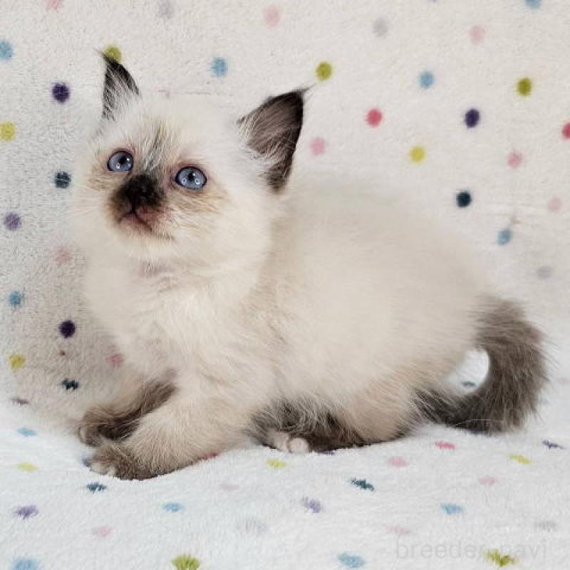 販売中の千葉県のバーマン-132623の6枚目