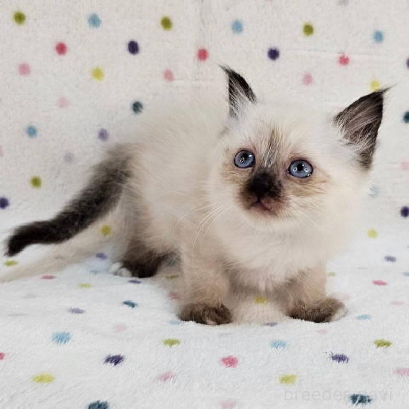 販売中の千葉県のバーマン-132623の3枚目