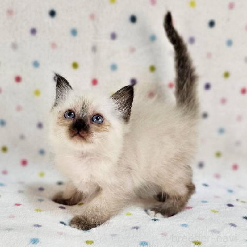 販売中の千葉県のバーマン-132623の2枚目