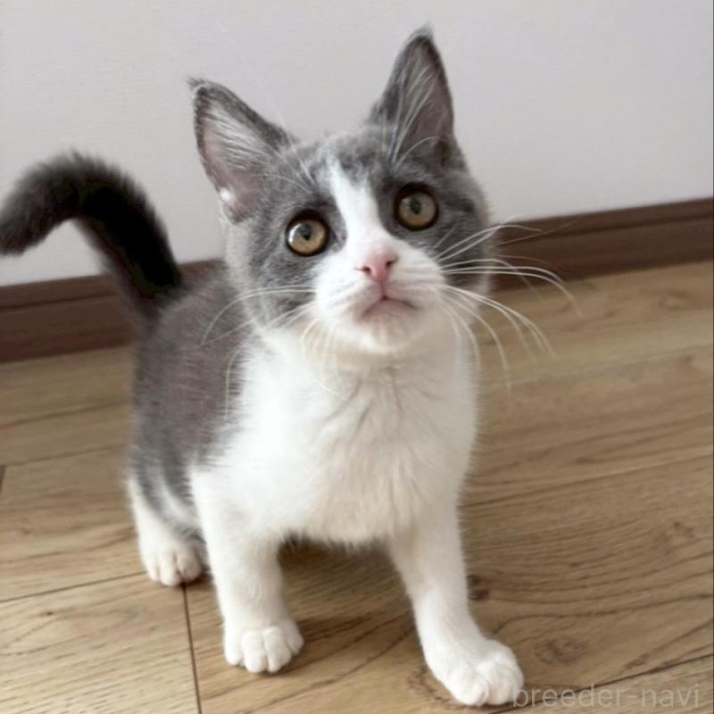 販売中の静岡県のブリティッシュショートヘア-132625の6枚目