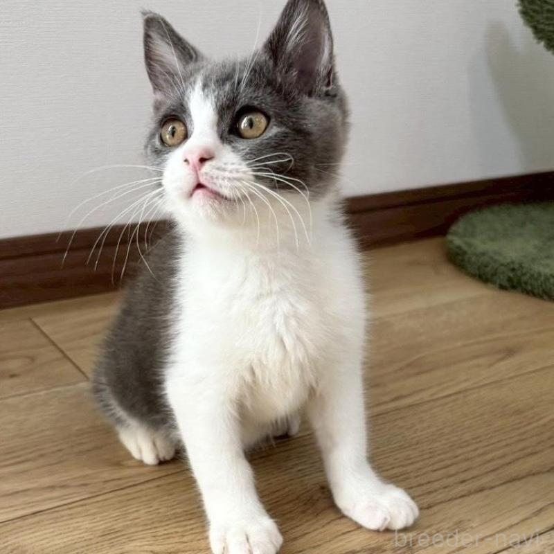 販売中の静岡県のブリティッシュショートヘア-132625の5枚目