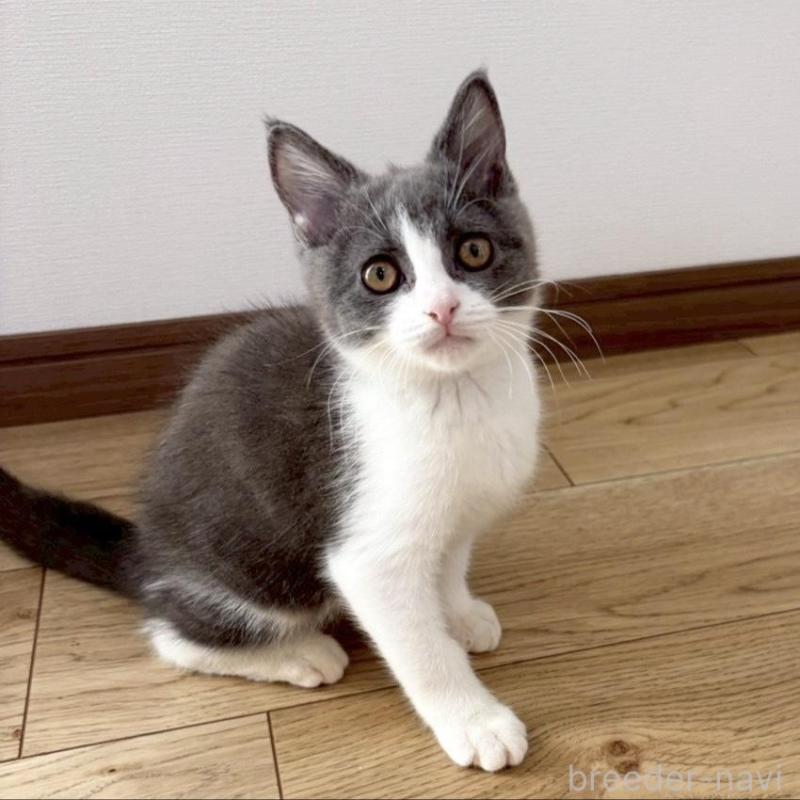 販売中の静岡県のブリティッシュショートヘア-132625の4枚目