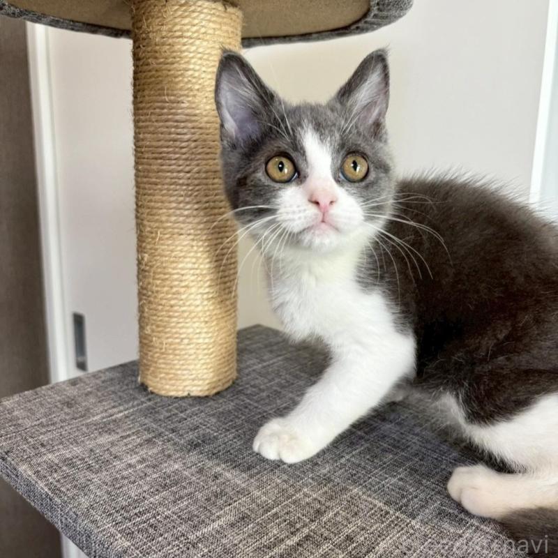 販売中の静岡県のブリティッシュショートヘア-132625の3枚目