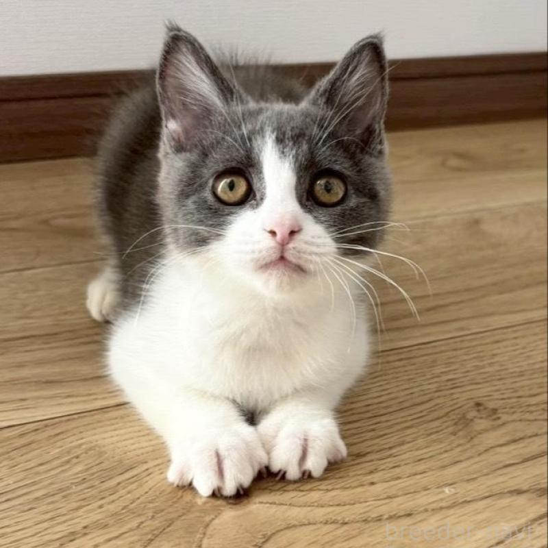 販売中の静岡県のブリティッシュショートヘア-132625の2枚目