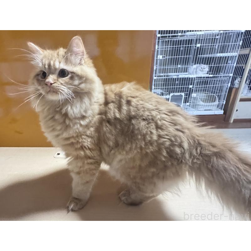 販売中の新潟県のミヌエット-131127の3枚目