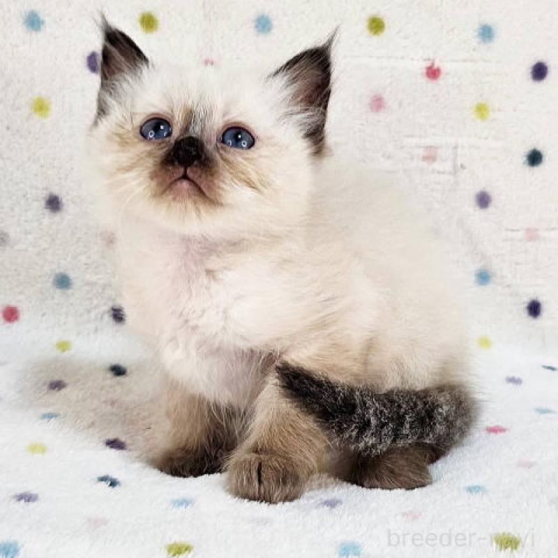 販売中の千葉県のバーマン-132624の6枚目