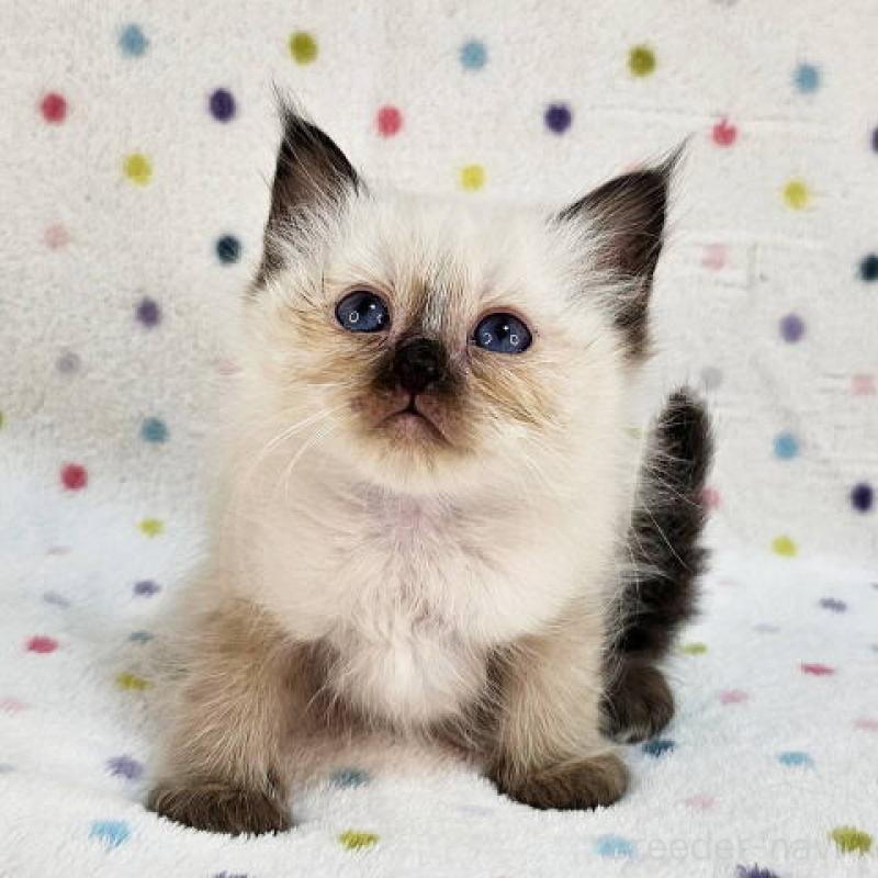 販売中の千葉県のバーマン-132624の4枚目