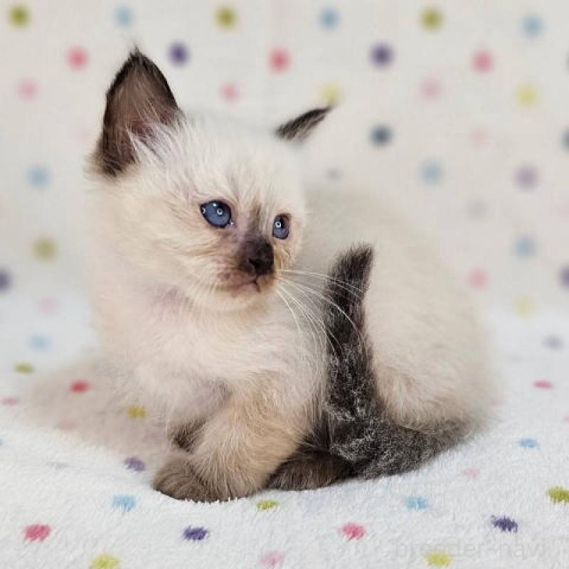 販売中の千葉県のバーマン-132624の5枚目