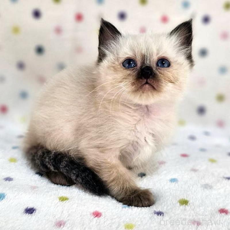 販売中の千葉県のバーマン-132624の2枚目