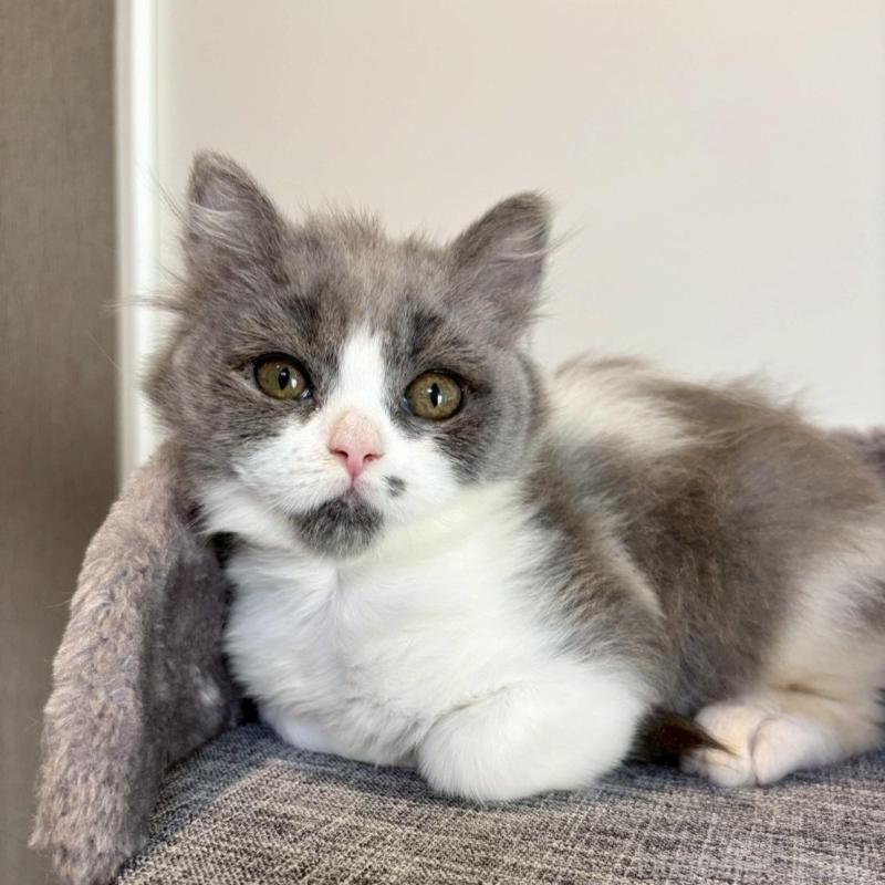 販売中の静岡県のブリティッシュロングヘア-132626の6枚目