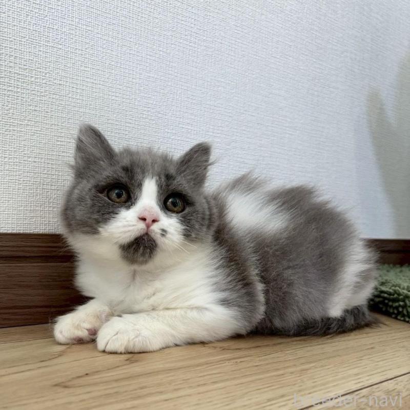 販売中の静岡県のブリティッシュロングヘア-132626の5枚目