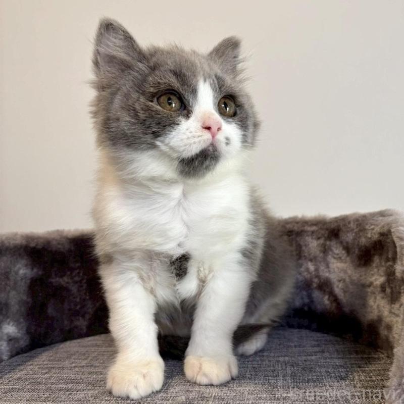 販売中の静岡県のブリティッシュロングヘア-132626の4枚目