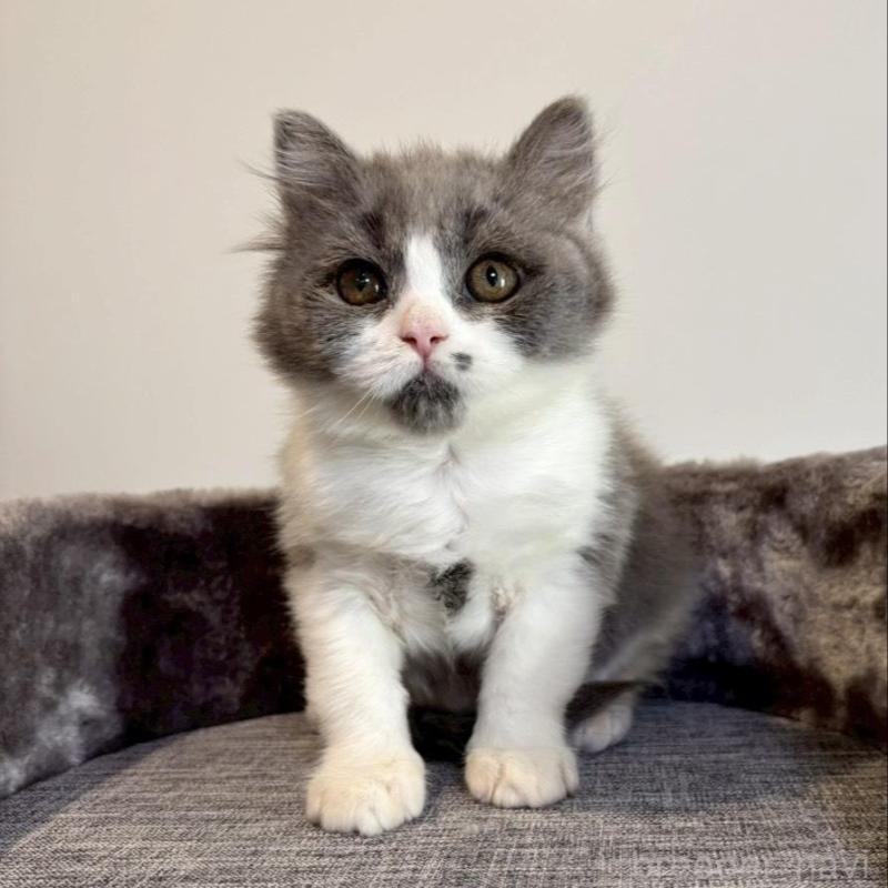 販売中の静岡県のブリティッシュロングヘア-132626の1枚目