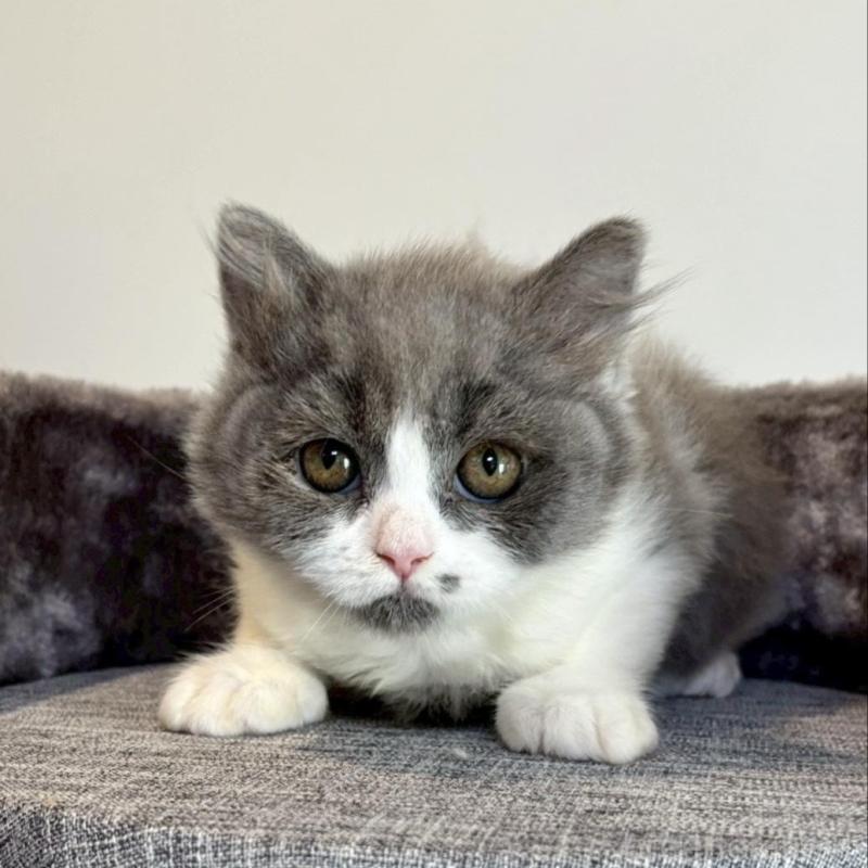 販売中の静岡県のブリティッシュロングヘア-132626の3枚目