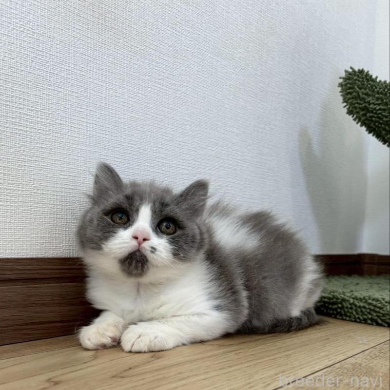 販売中の静岡県のブリティッシュロングヘア-132626の2枚目