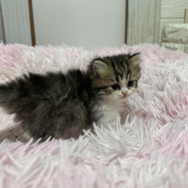 販売中の千葉県のペルシャ-132629の5枚目