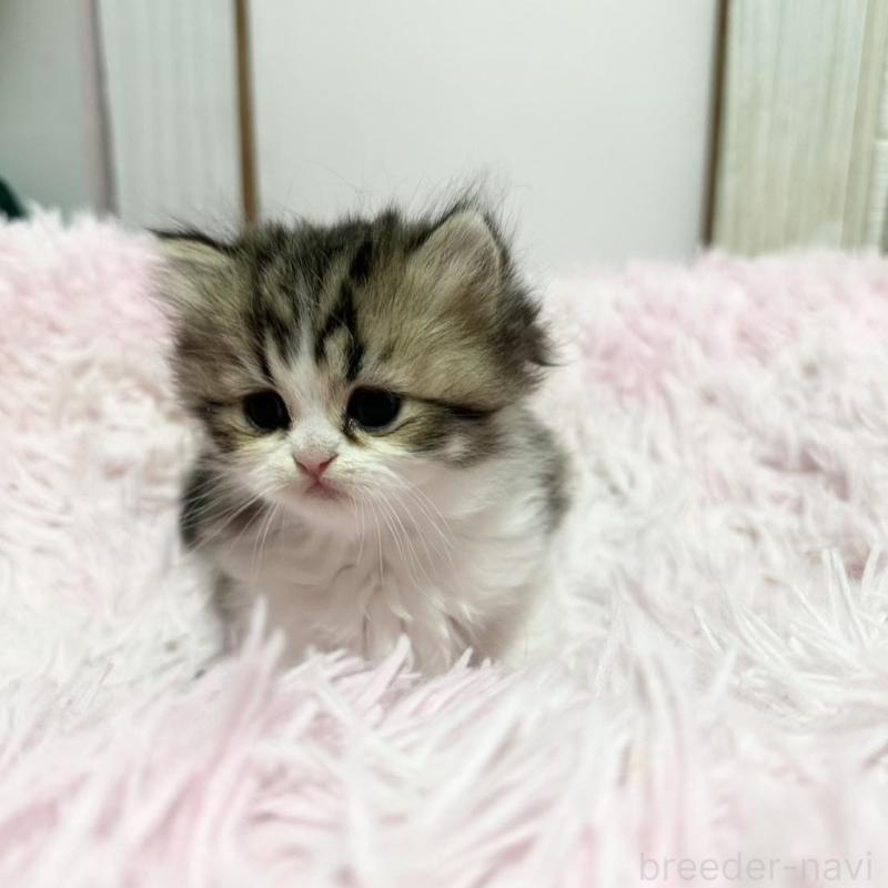 販売中の千葉県のペルシャ-132629の4枚目