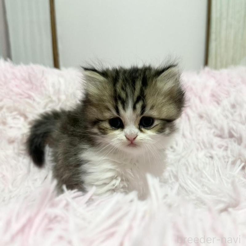 販売中の千葉県のペルシャ-132629の3枚目