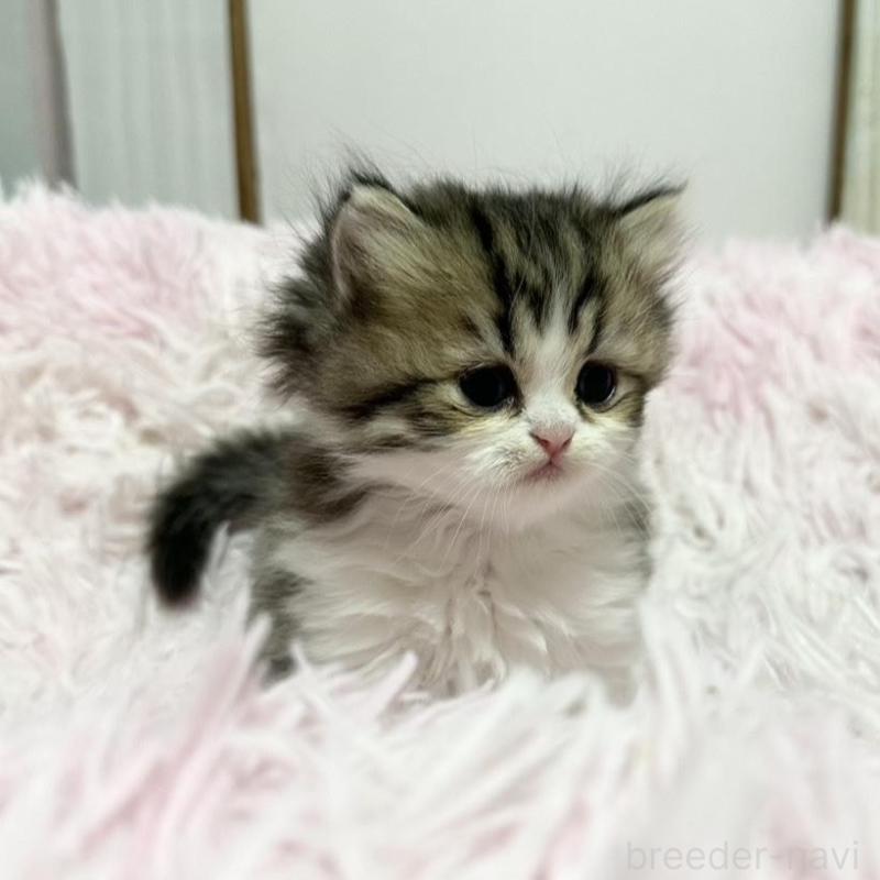 販売中の千葉県のペルシャ-132629