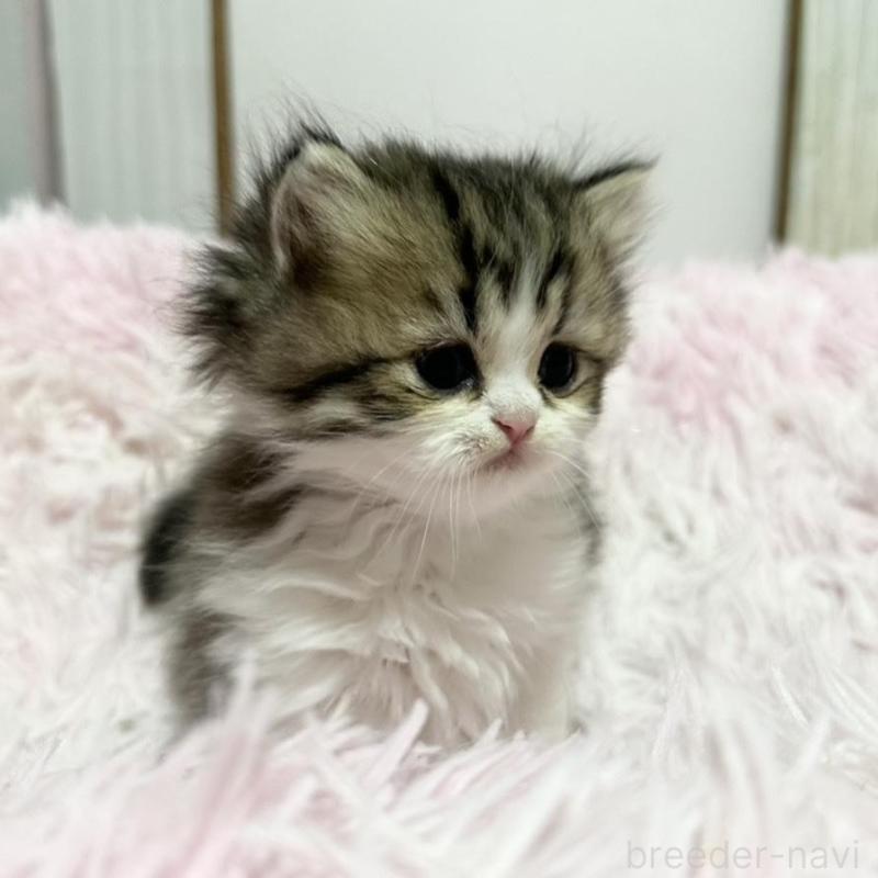 販売中の千葉県のペルシャ-132629の2枚目