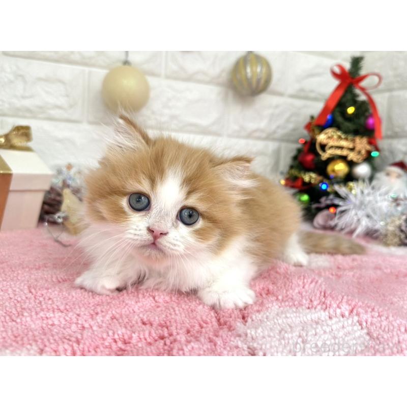 販売中の埼玉県のミヌエット-132630