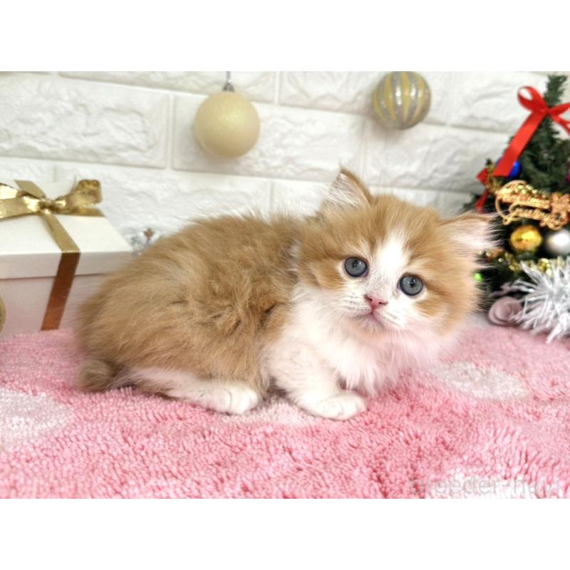 販売中の埼玉県のミヌエット-132630の6枚目