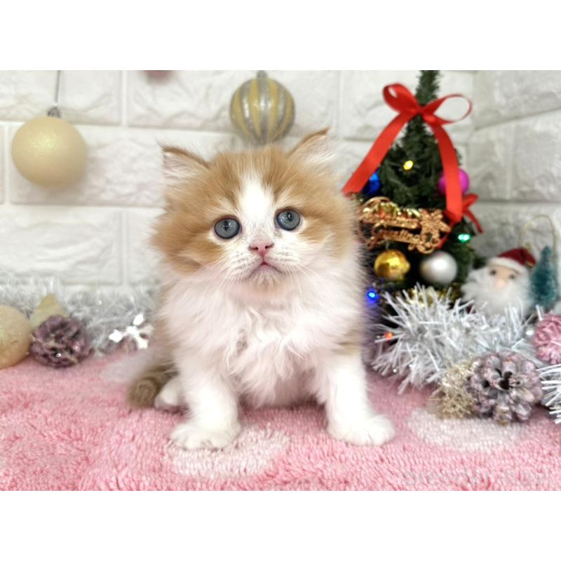 販売中の埼玉県のミヌエット-132630の5枚目