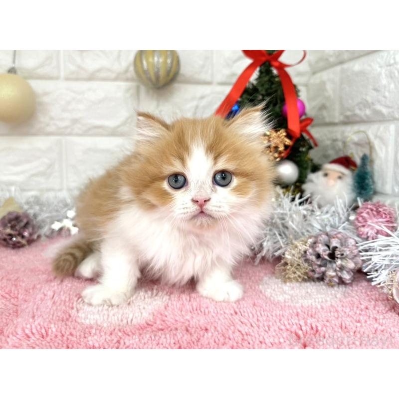 販売中の埼玉県のミヌエット-132630の4枚目