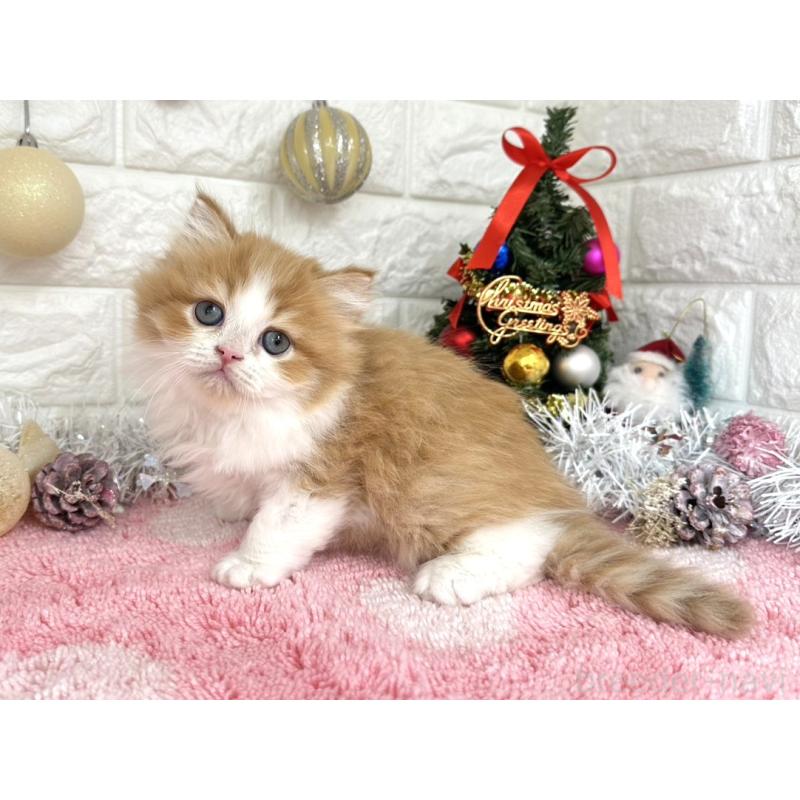 販売中の埼玉県のミヌエット-132630の3枚目