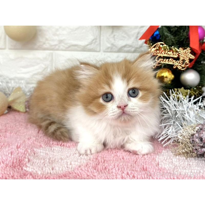 販売中の埼玉県のミヌエット-132630の2枚目