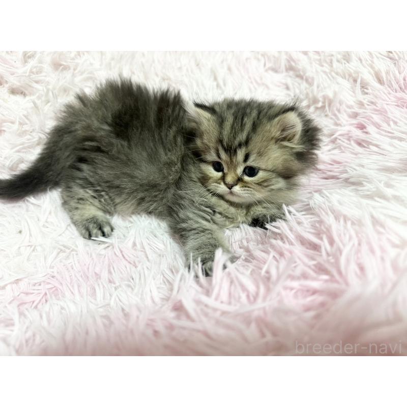 販売中の千葉県のペルシャ-132632の5枚目