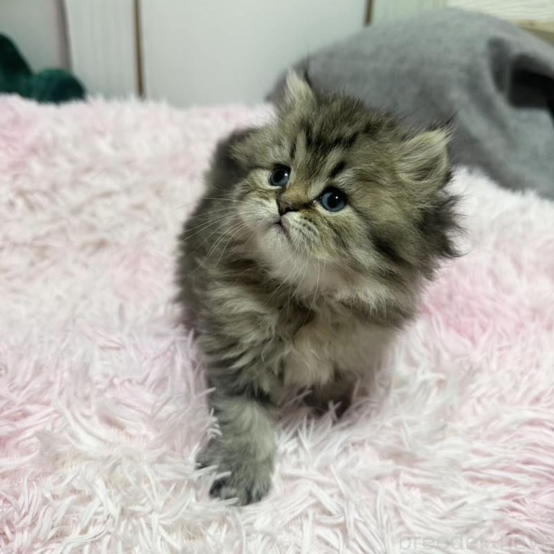 販売中の千葉県のペルシャ-132632の4枚目