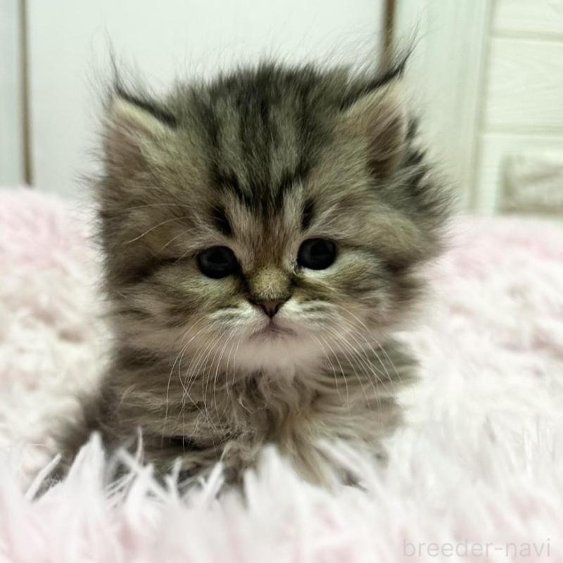 販売中の千葉県のペルシャ-132632の3枚目