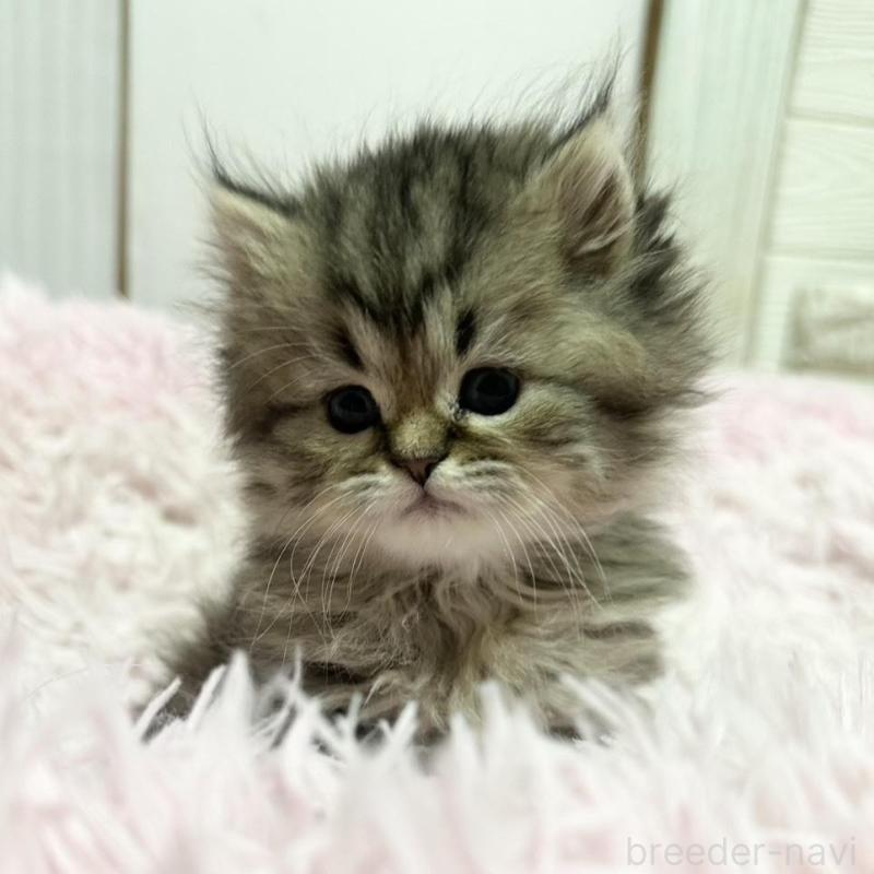 販売中の千葉県のペルシャ-132632の1枚目