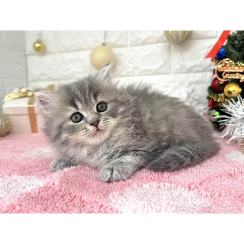 販売中の埼玉県のミヌエット-132631