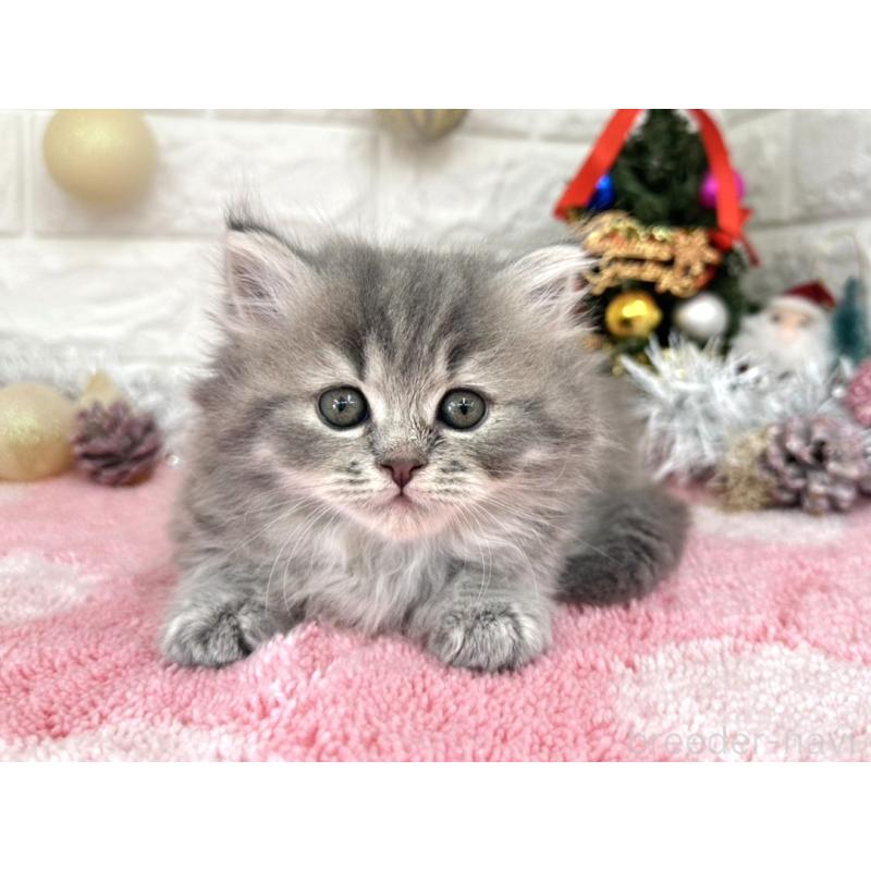 販売中の埼玉県のミヌエット-132631の6枚目