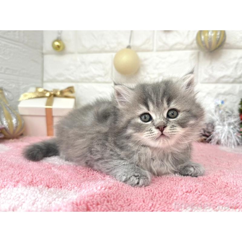 販売中の埼玉県のミヌエット-132631の5枚目