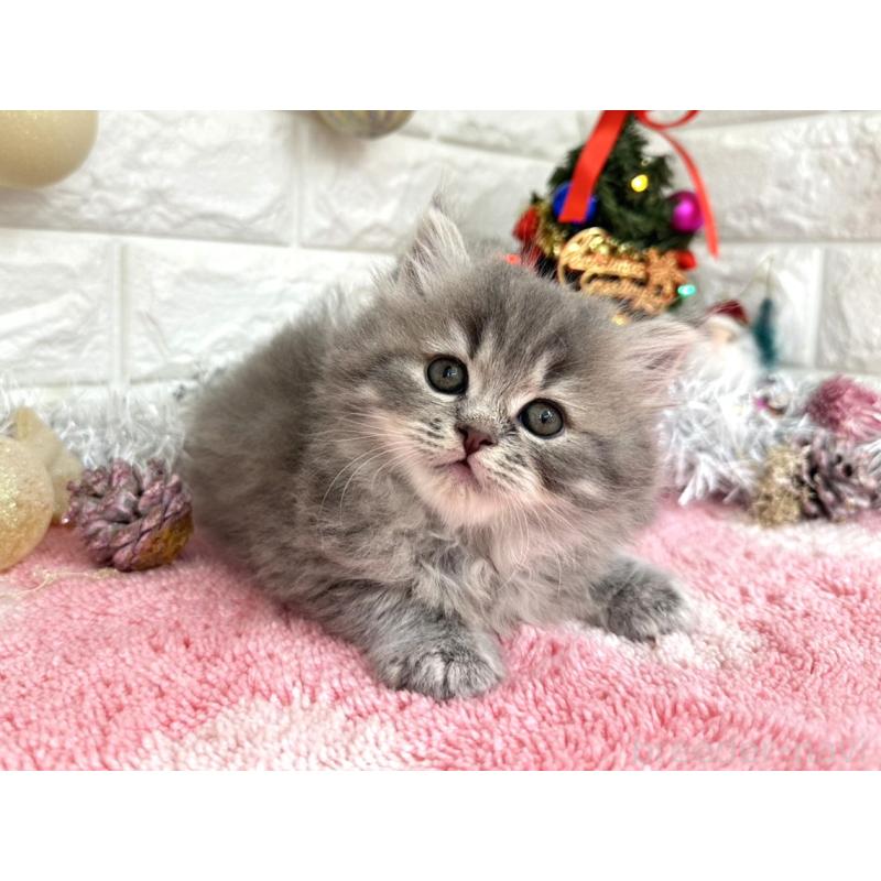 販売中の埼玉県のミヌエット-132631の4枚目